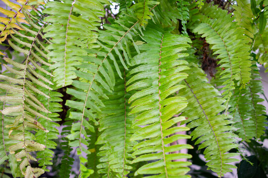 Hanging green leaves of the scientific name Nephrolepis cordifolia in Guatemala are called Quetzal tails, an ornamental plant.