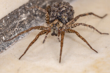Wolf spider of the family Lycosidae carrying the young in the abdomen
