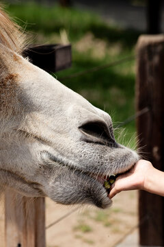 Close up of camel's mouth