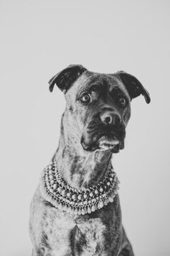 Portrait of a boxer breed dog with a fashion pendant.