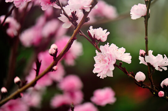 Crabapple Tree in Bloom