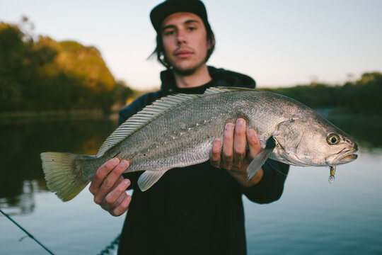 Angler holding Mulloway he just caught