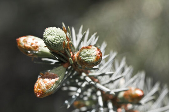 Closeup of new spring growth of a Sitka Spruce branch