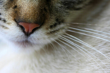 Close up of a cat's nose and whiskers