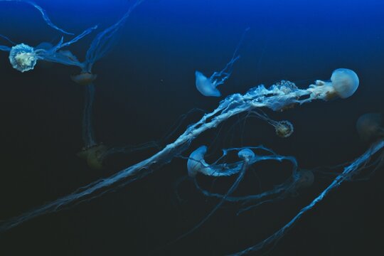 Jellyfish Tails