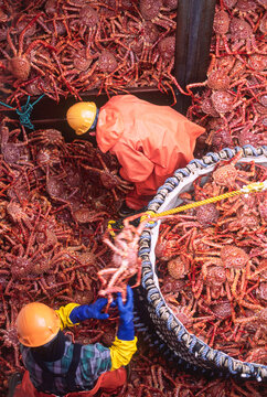 Dock workers offloading Golden king crab from a fishing vessel