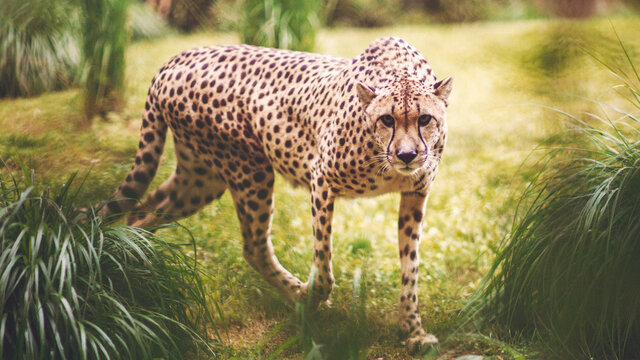 Cheetah approaching prey
