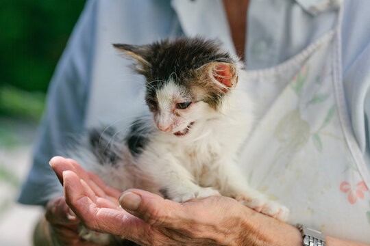 Ill stray little kitten in woman's hands