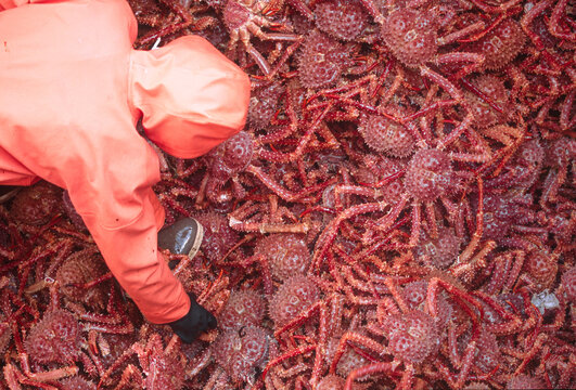 Dock workers offloading Golden king crab from a fishing vessel