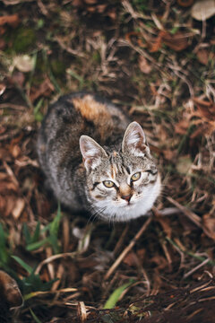 Domestic tiger cat