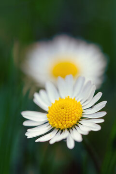 Loves me, loves me not: two daisies