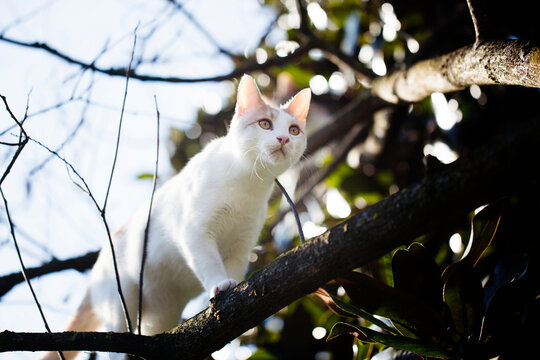 Cat walking on tree branch seen from below