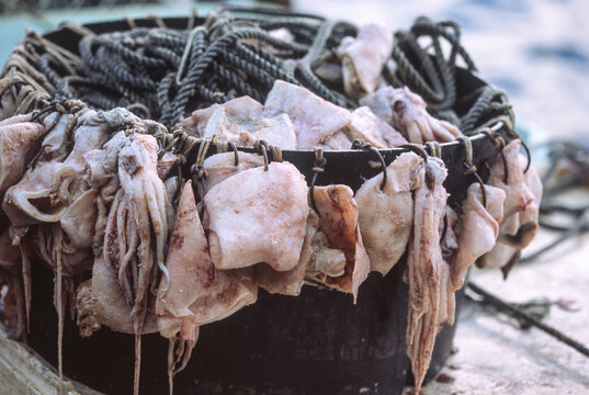 Baited hooks in a tub for a sablefish (blackcod) longline fishery
