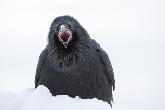 Wild juvenile raven with open mouth sitting in snow