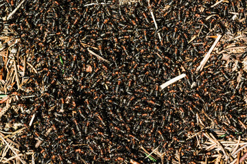ant colony