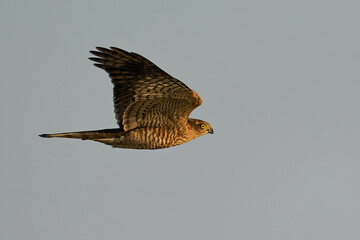 Eurasian sparrowhawk (Accipiter nisus)