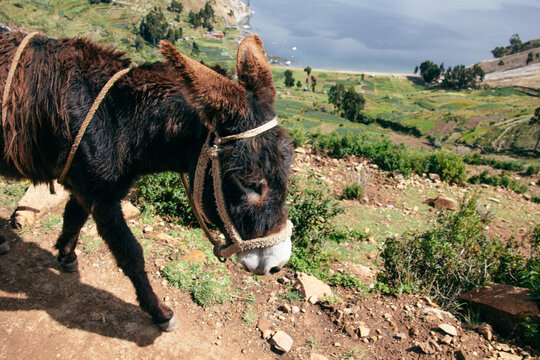 Donkey on lake landscape