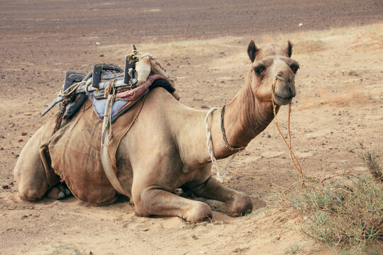 Camel in desert