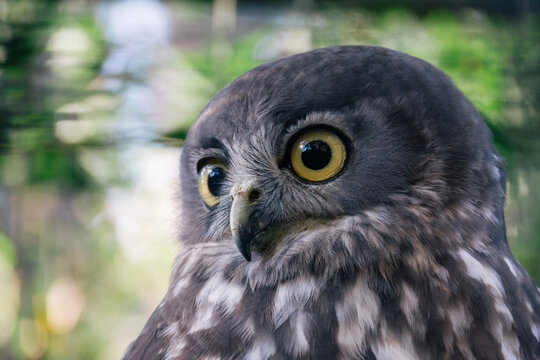 Owl close up