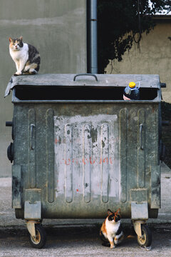 Cats on dumpster