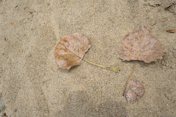 Plants Near a beach Sand