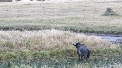 african buffalo watches two lions at masai mara in kenya