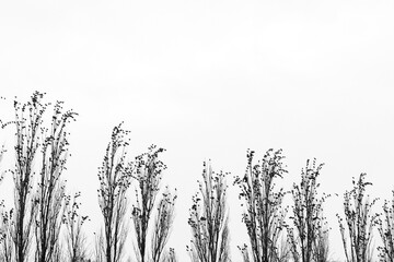 Starlings gathering in poplar trees
