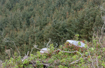 Oregon coast logging