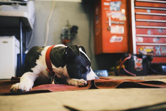 Cute 7 month old puppy hanging around an automotive shop.