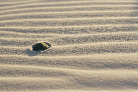 Shell in the sand