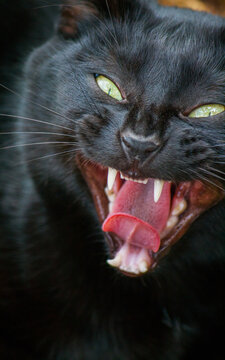 Black cat snarling