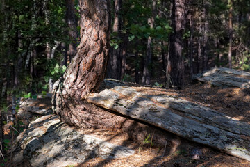 Fototapeta na wymiar The trunk of a large pine tree growing from under a large stone. The concept of making your way through difficulties