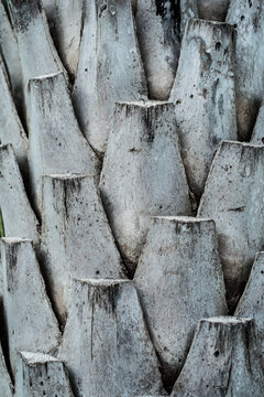 Closeup of a Palm Cortex