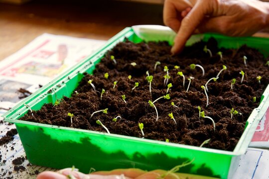 Planting broccoli seedlings