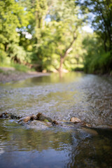 Rocks Near a Stream Nature 