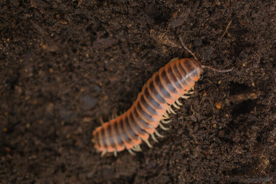 A millipede found under a rock on the forest floor