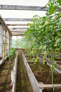 Old wooden greenhouse with green tomatoes on vines