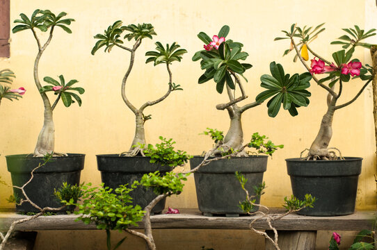 Tropical Trees