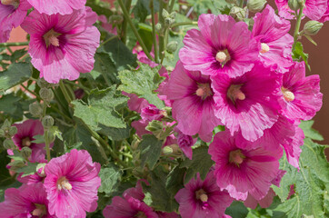 Clusters of blooming flowers Alcea rosea from the Malvaceae family with pink petals with maroon streaks and yellow centers among light green ornamental leaves and small unopened buds.