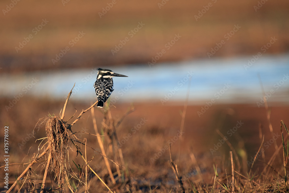 Sticker The pied kingfisher (Ceryle rudis) sitting on a dry reed. Black and white kingfisher in the afternoon light with a yellow background and a blue water surface.