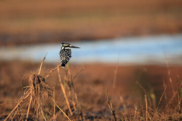 The pied kingfisher (Ceryle rudis) sitting on a dry reed. Black and white kingfisher in the afternoon light with a yellow background and a blue water surface.