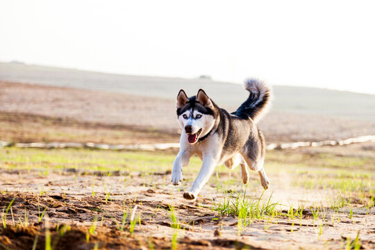 Siberian Husky Running in Field