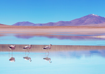 Flamingo