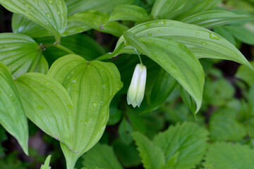 ホウチャクソウ（北海道・知床）