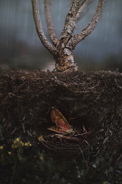 A moth sleeps within the roots and dirt at the heart of a plant