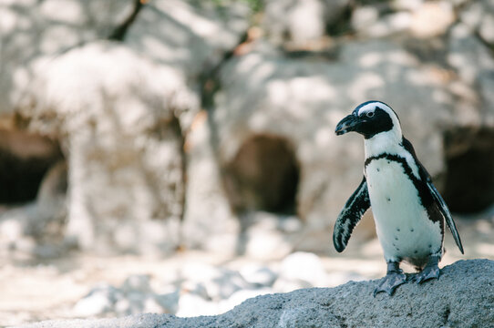 Penguin on a rock