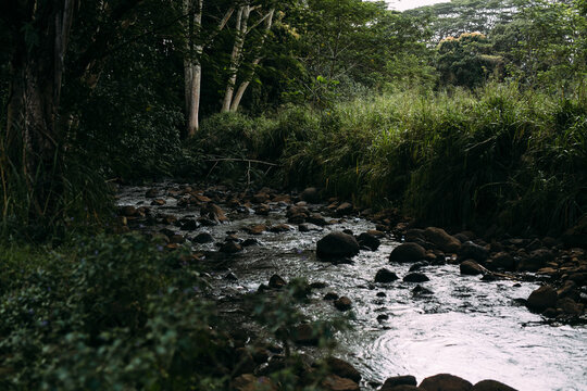 Peaceful Hawaiian Stream