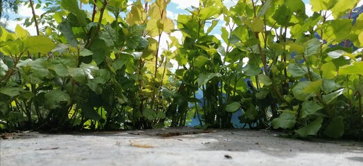 green grass in the garden