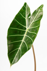Alocasia longiloba plant (Elephant ear, Alocasia). This is a exotic rainforest tropical plant of Southeast Asia close up shot on white background
