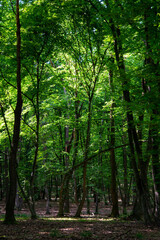 Fototapeta premium traveling through green forests on a beautiful summer day and admiring the sun's rays passing through the leaves